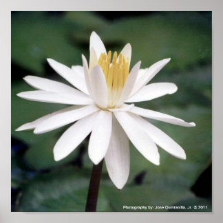 Poster Photo Hawaiian Water Lilly