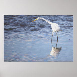Poster photo Heron