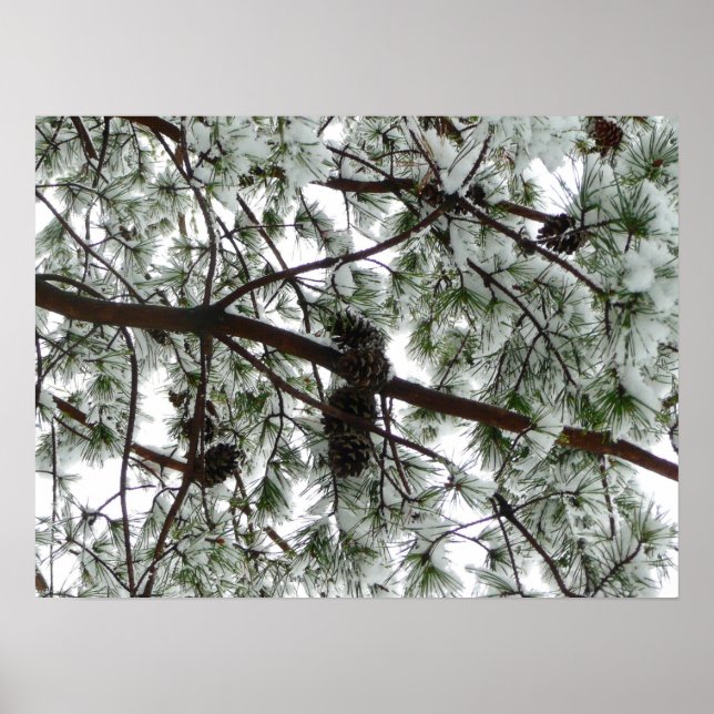 Poster Photo hivernale sous le pin couvert de neige (Devant)