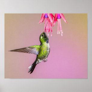 Poster Photo Hummingbird Fuchsia