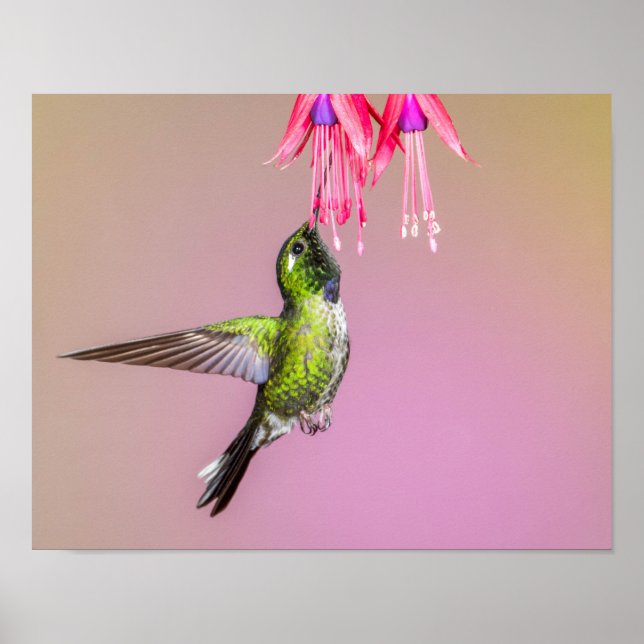 Poster Photo Hummingbird Fuchsia (Devant)