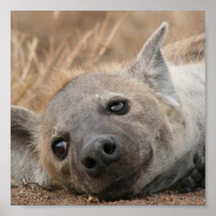 Poster photo Hyena
