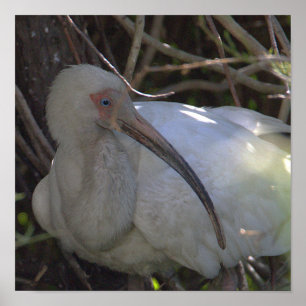Poster photo Ibis blanc