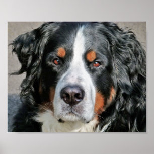 Poster Photo Image de Bouvier Bernois