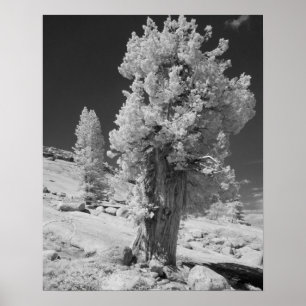 Poster Photo infrarouge du côté est du parc national de Y