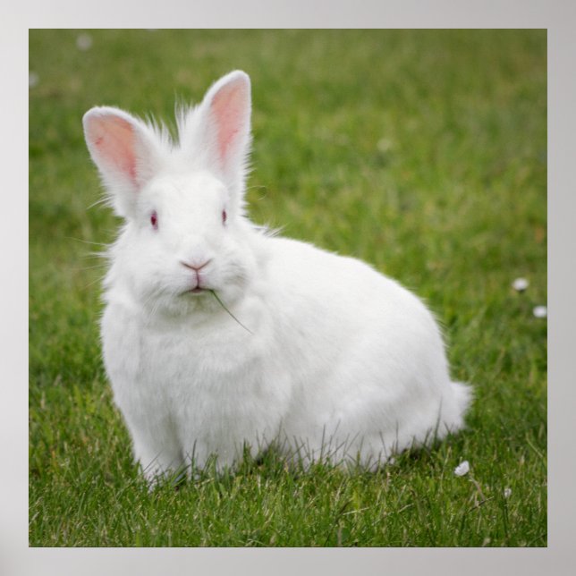 poster photo lapin lapin (Devant)