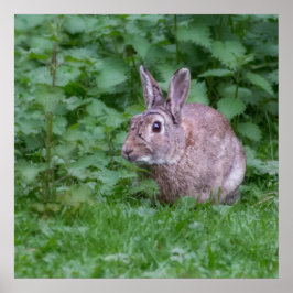 poster photo lapin sauvage