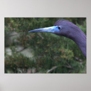 Poster photo Little Blue Heron