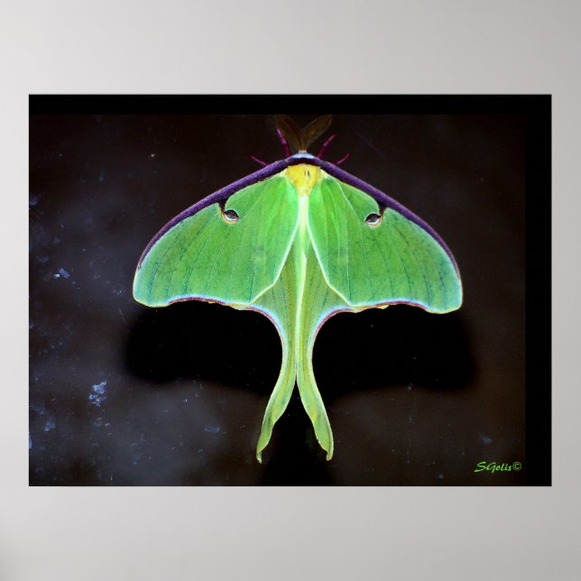 Poster photo Luna Moth (Devant)