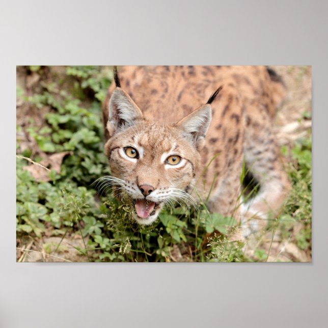 Poster Photo lynx cat , animals. (Vorne)