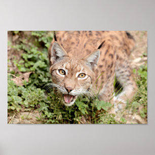 Poster Photo lynx cat, animaux.