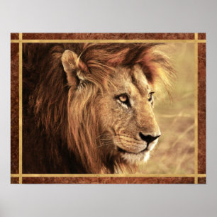 Poster Photo Majestic Lion Sideway