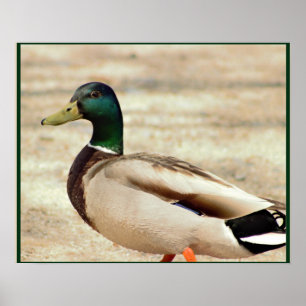 Poster Photo Mallard Duck