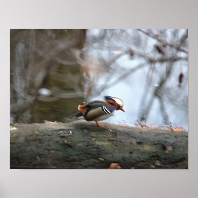 Poster Photo Mandarin Duck (Devant)