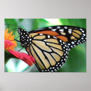 Poster Photo Monarch Papillon