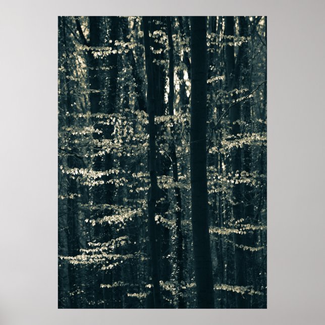 Poster Photo nature de la forêt de hêtre (Devant)