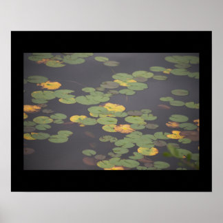 Poster photo nénuphar