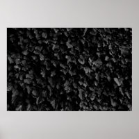 Photo noir et blanc du plante épais de feuilles de