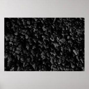 Poster Photo noir et blanc du plante épais de feuilles de