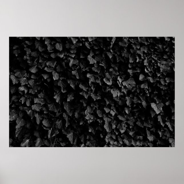 Poster Photo noir et blanc du plante épais de feuilles de (Devant)