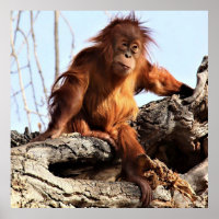 Poster photo Orangutan Ape Monkey