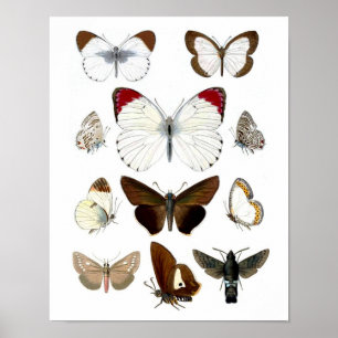 Poster Photo papillon 7. Historique naturel