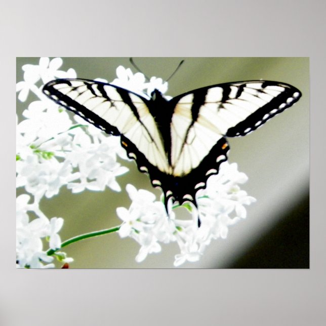 Poster Photo papillon de l'épaisse du tigre oriental (Devant)