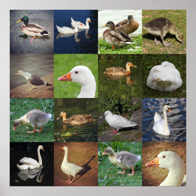 Poster Photo Patchwork - Oiseaux (Devant)