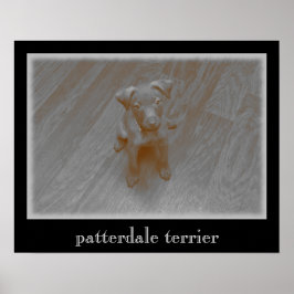 Poster photo Patterdale Terrier Vieilli