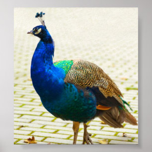 Poster Photo Peacock