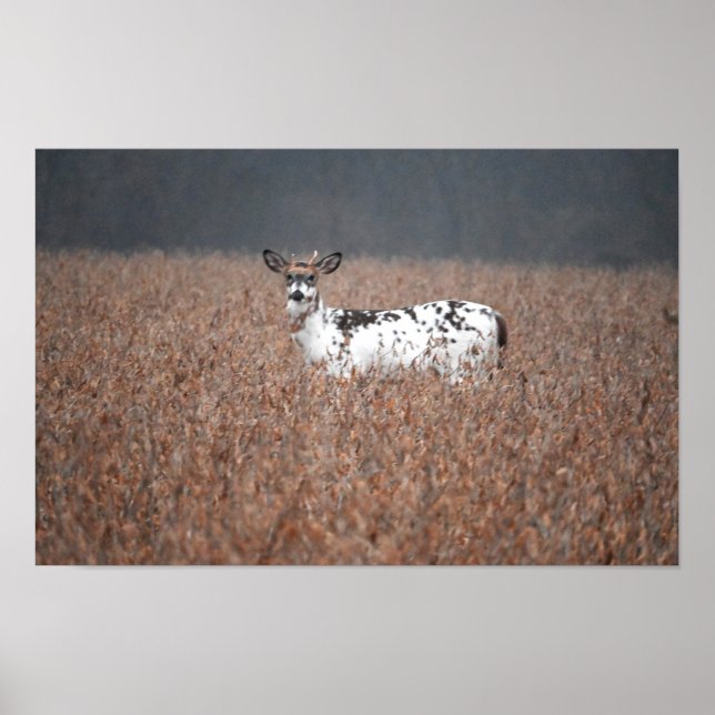 Poster photo Piebald Deer (Devant)
