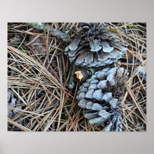 Poster photo Pinecones