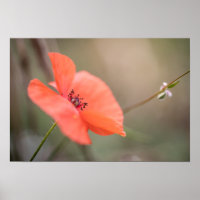 Photo Poppy Nature