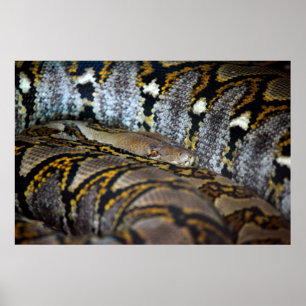 Poster photo Python