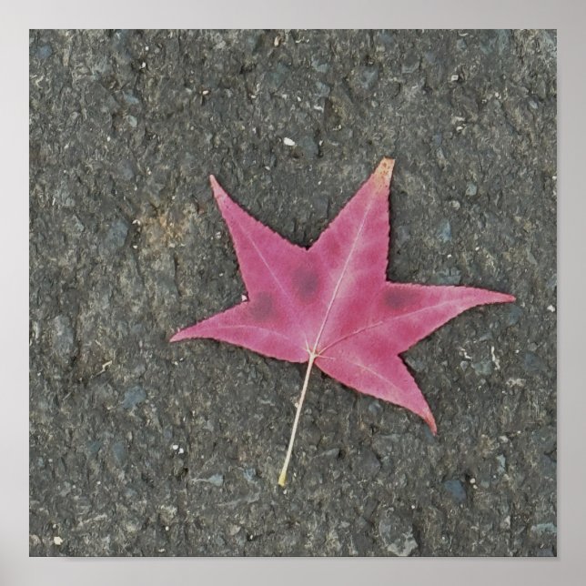 Poster photo Red Leaf (Devant)