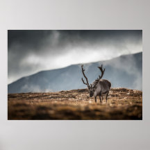 Photo Reindeer
