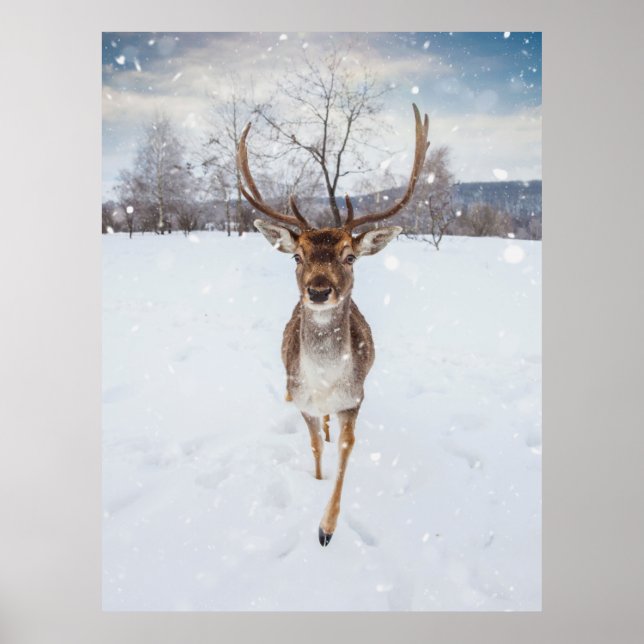 Poster Photo Reindeer (Devant)