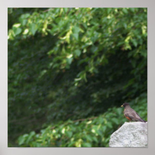 Poster photo Robin Bird