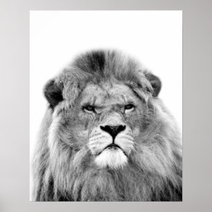 Poster Photo sauvage animale de jungle de lion noir et