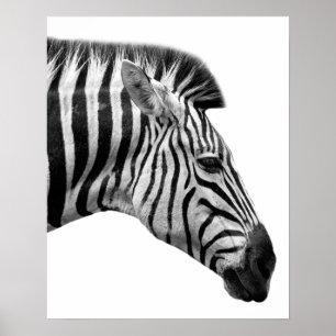 Poster Photo sauvage d'animal de jungle de zèbre noir et