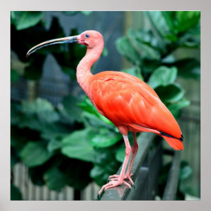 Poster photo Scarlet Ibis Bird