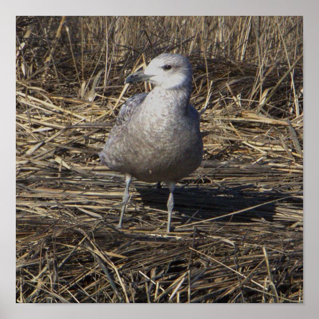 Poster photo Seagull (Devant)