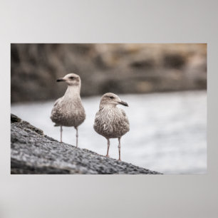 Poster photo Seaguls Wildlife