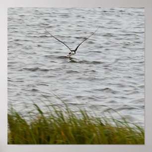 Poster photo Skimmer Bird