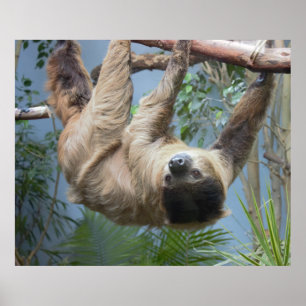 Poster photo Sloth