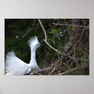 Poster photo Snowy Egret