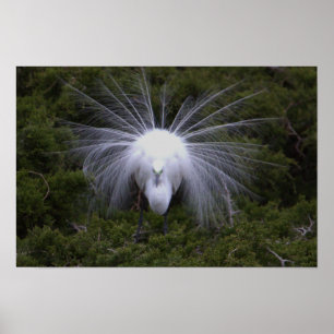 Poster photo Snowy Egret