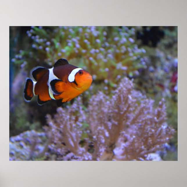 Poster Photo sous-marine de poisson clown et d'anémone de (Devant)