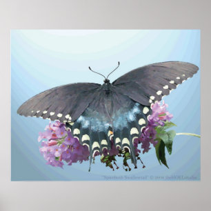 Poster photo Spicebush Swallowtail