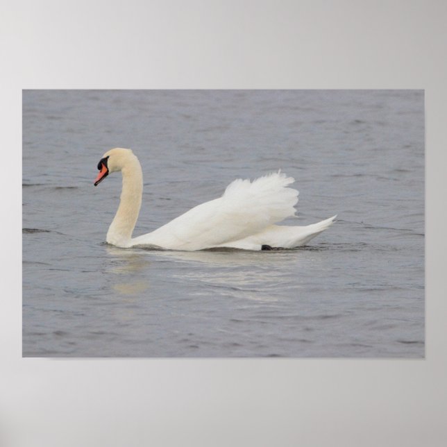 Poster Photo Swan (Devant)